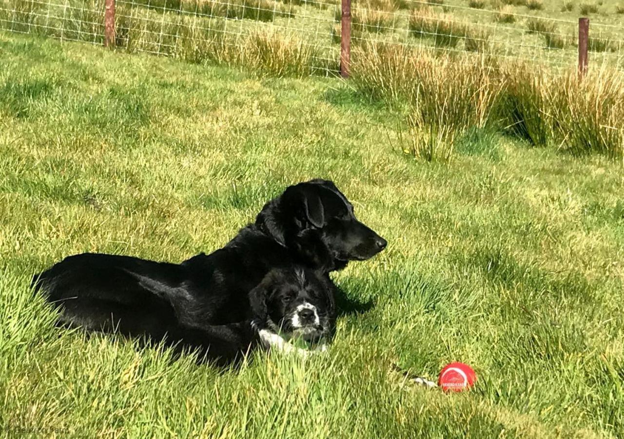 Dog Friendly Cottage, Geufron Farm Near Tywyn Bryn-crug Exteriér fotografie